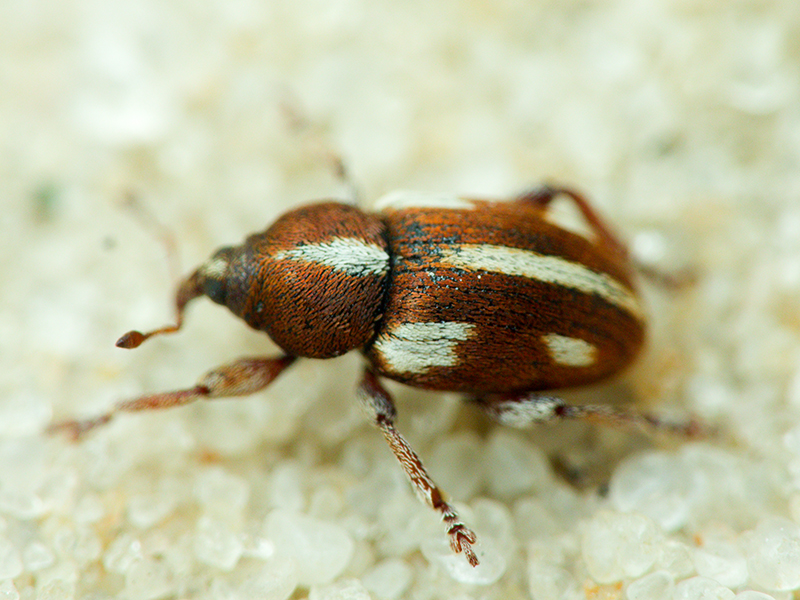 Tychius quinquepunctatus (Linnaeus, 1758)